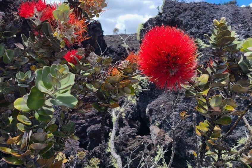 Private Shore Excursion Tour: Hawaii Volcanoes National Park 4