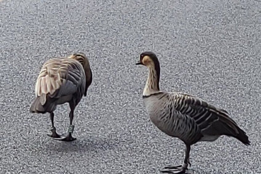 Two geese on a textured surface. 5