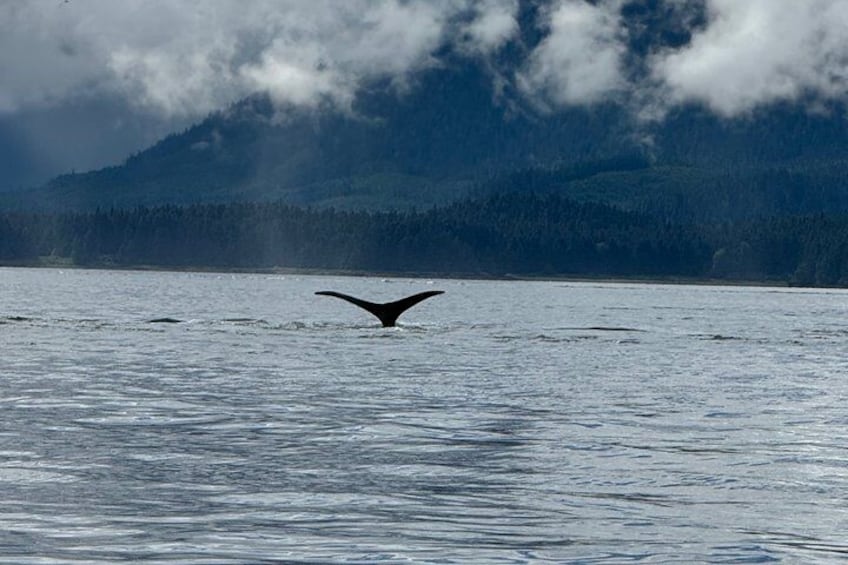 Whale Watching and Bear Search-Icy Strait Point 3