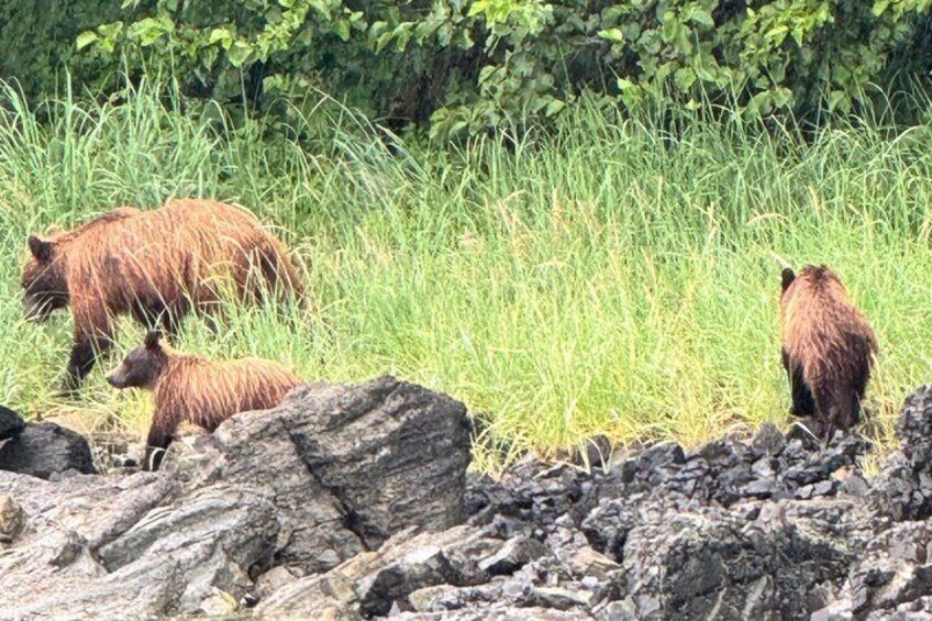 Whale Watching and Bear Search-Icy Strait Point 4