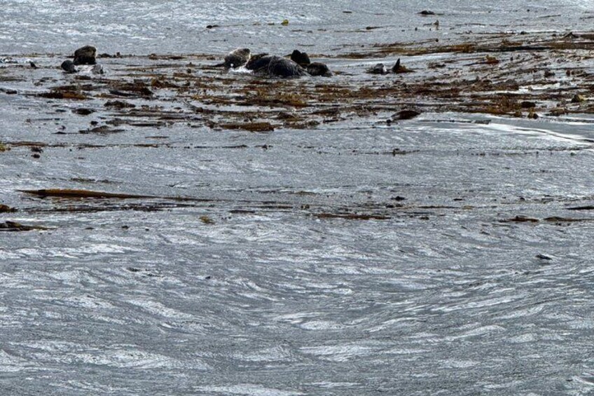 Whale Watching and Bear Search-Icy Strait Point 2