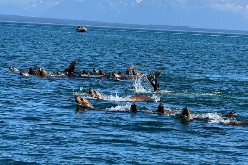 Whale Watching and Bear Search-Icy Strait Point 5