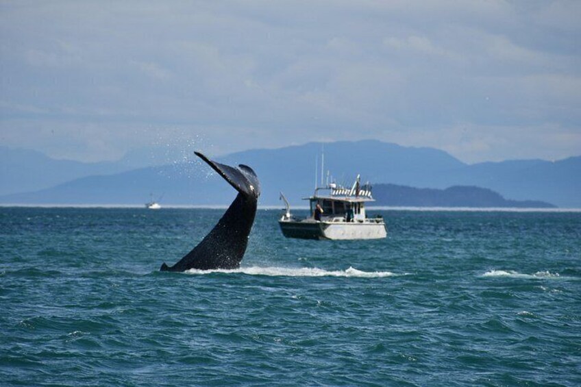 A whale breaching the ocean surface with a boat in the background. 1