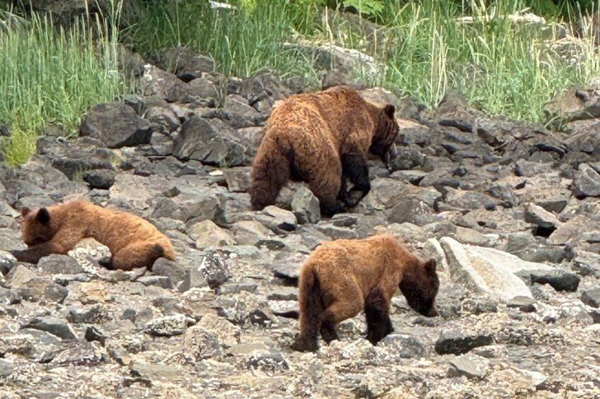 A bear cub resting on rocky terrain with another bear nearby. 3