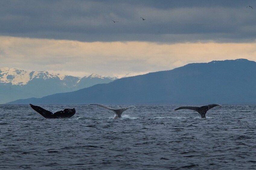 Three whales breaching the ocean surface with a mountainous landscape in the background. 4