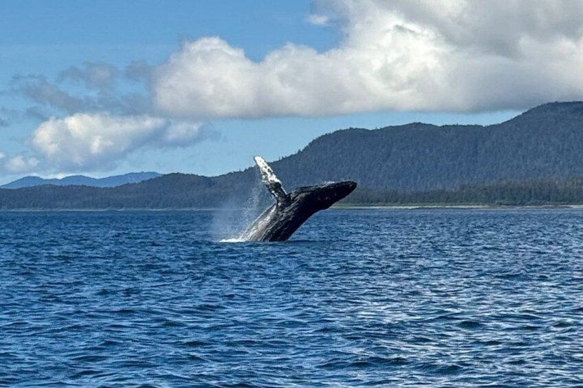 A whale breaching the ocean surface with mountains in the background. 2