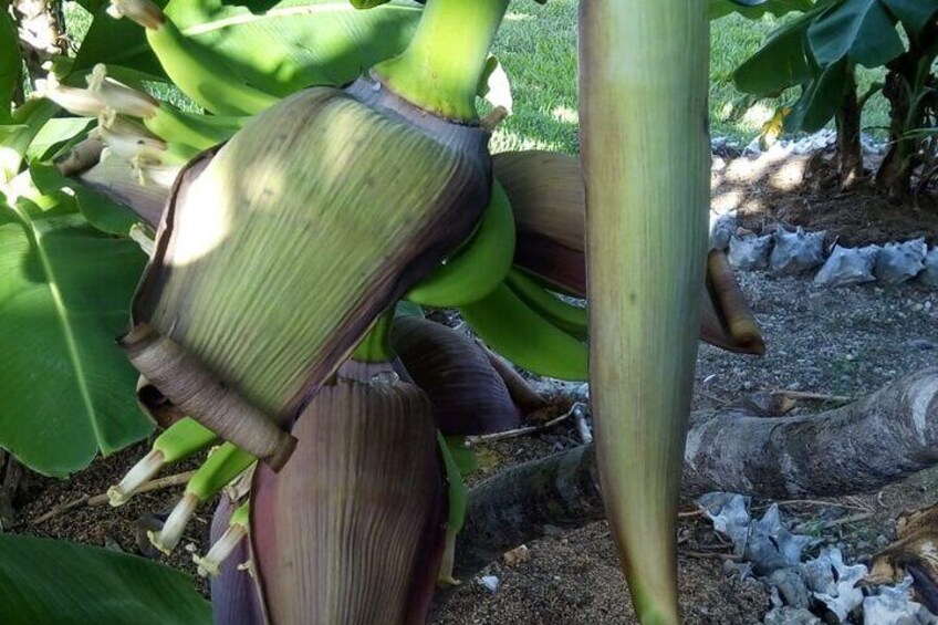 A banana plant with large leaves and a central stalk. 3