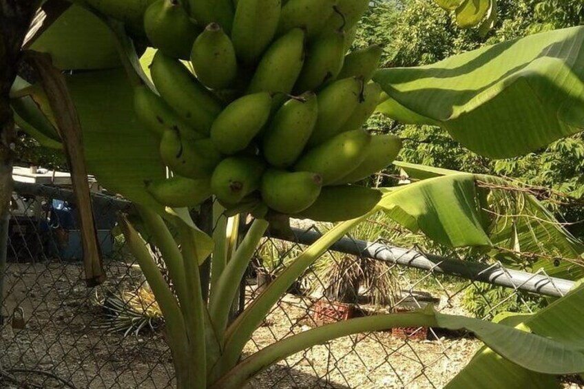 A banana tree with green fruit and large leaves. 2