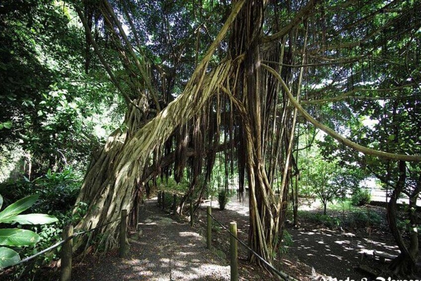 Banyan tree 4