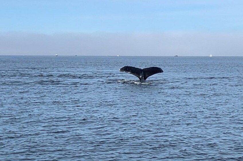 Humpback Tail (Fluke) 3