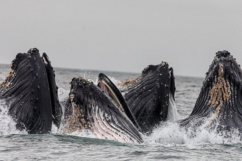 Humpbacks Bubble Feeding 5
