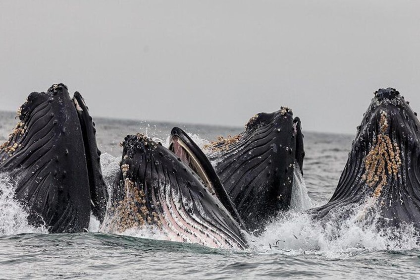 Four humpback whales breaching with their heads above water. 3