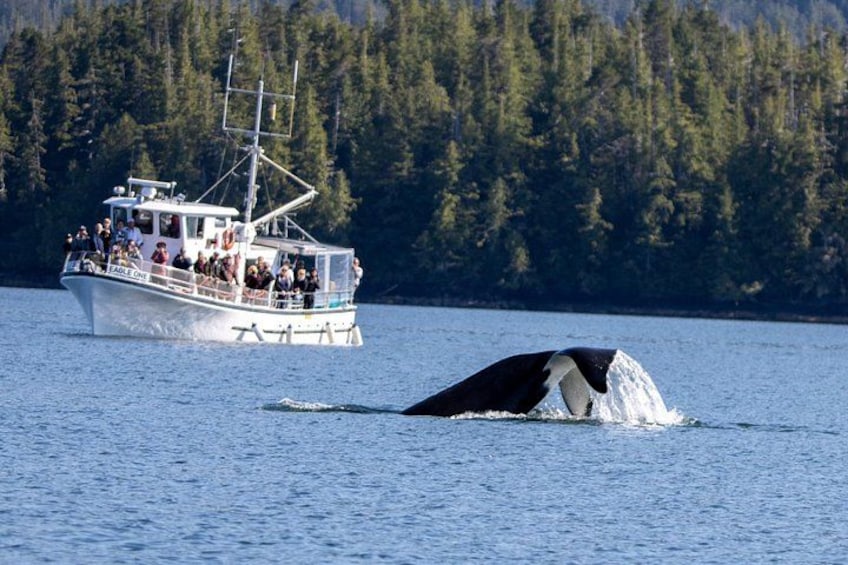 The Eagle One with an Orca tail! 1