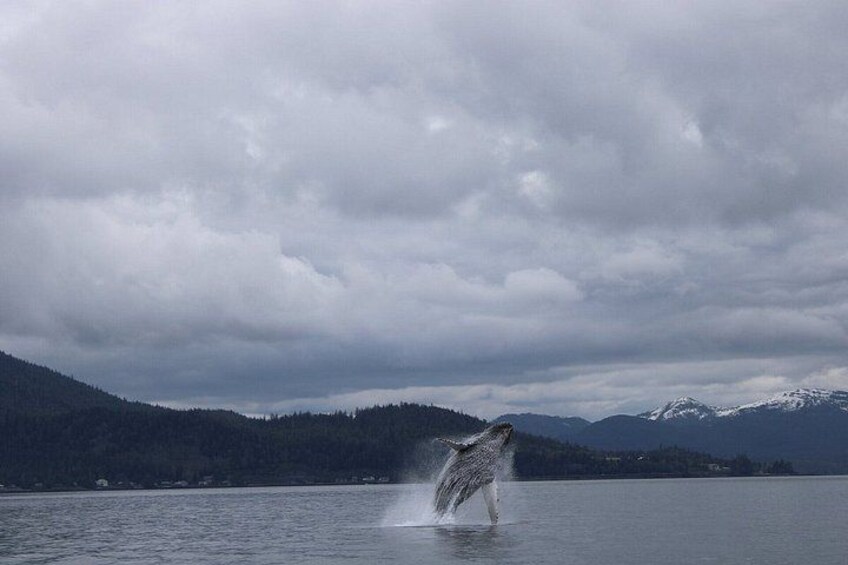 Ketchikans Best Wildlife, Sightseeing and Whale Watching Quest 4