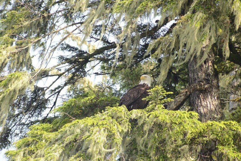 Bald Eagle hiding in the trees 2