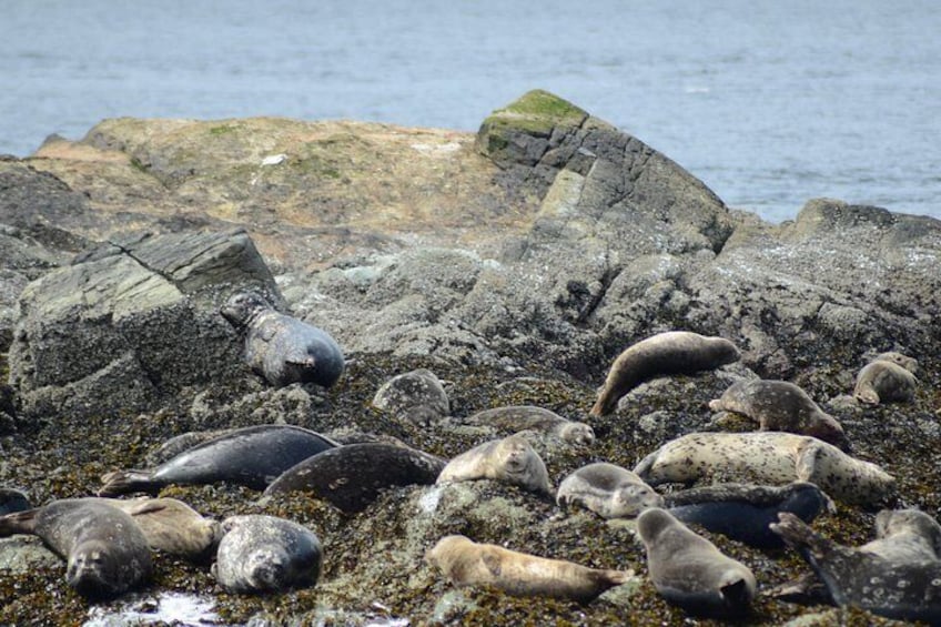 Spotted Harbor Seals 5