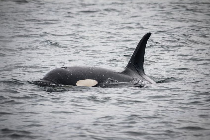 Killer Whale (Orca) 2