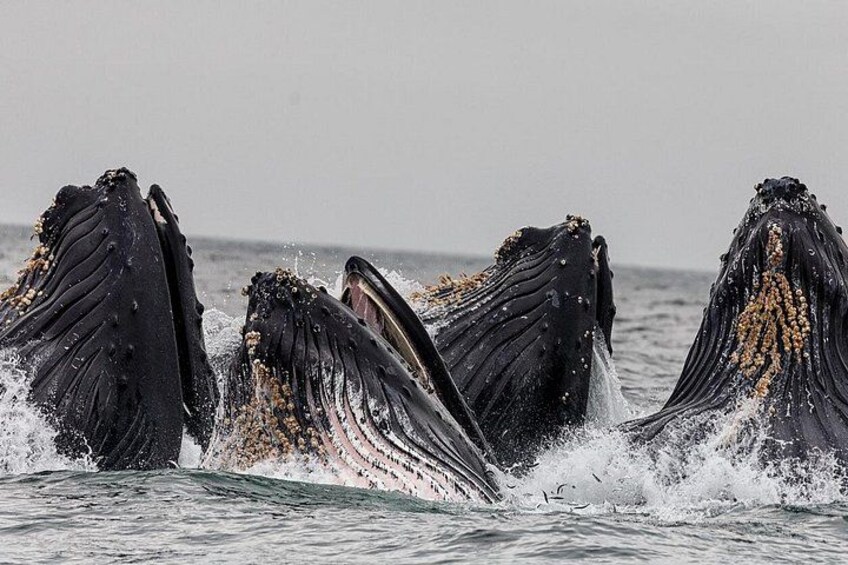 Humpbacks Bubble Feeding 5