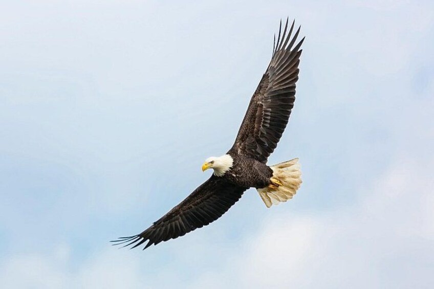 Bald Eagle Soaring 5