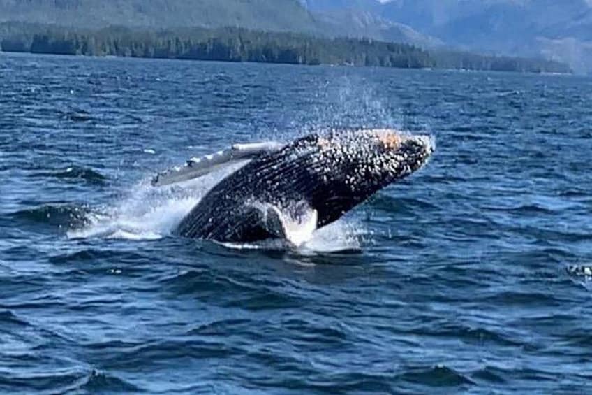 Une baleine qui surgit à la surface de l’eau. 2