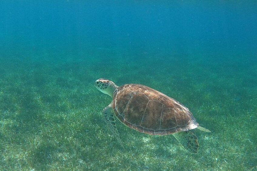 En havskildpadde svømmer under vandet. 2