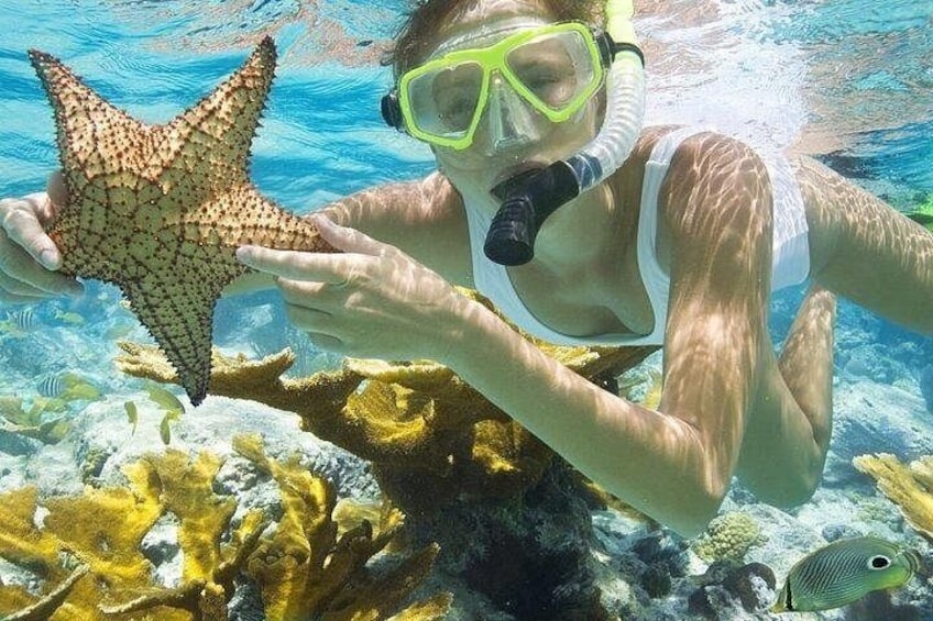 Une personne faisant de la plongée avec tuba, tenant une étoile de mer, avec des coraux et des poissons en arrière-plan. 1