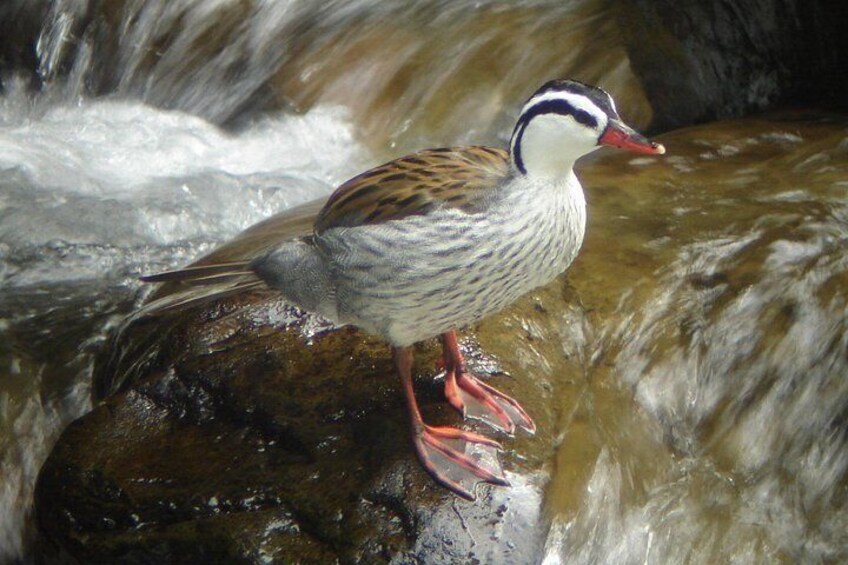 Birding Tour 5