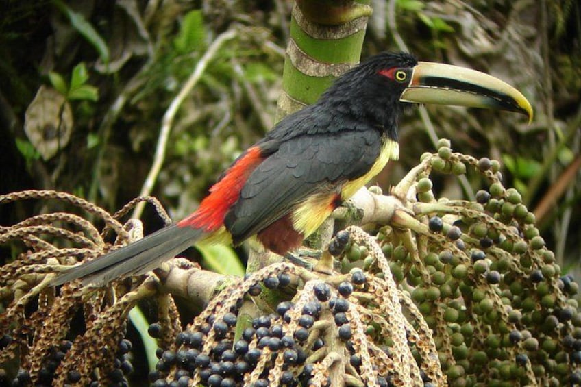 Birding Tour 3