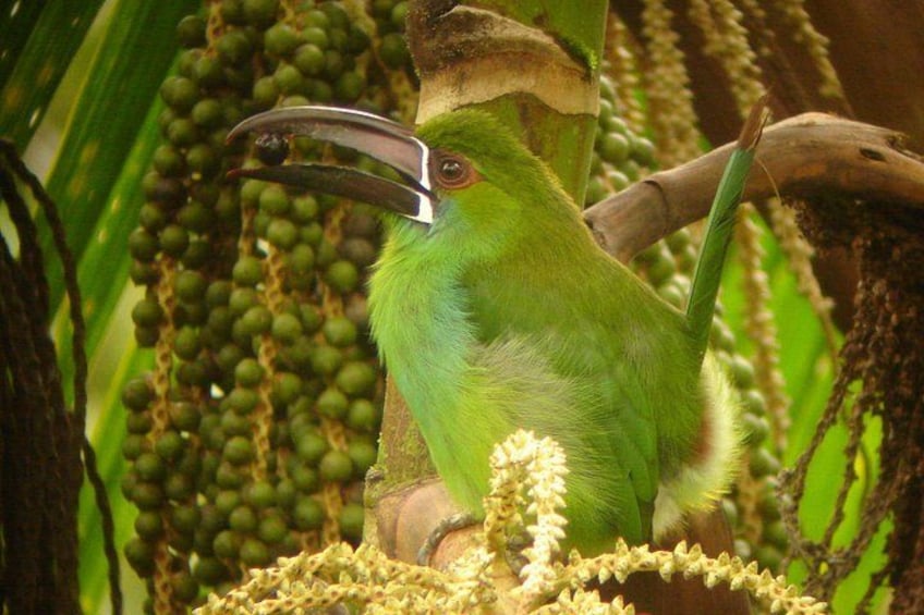 Birding Tour 2