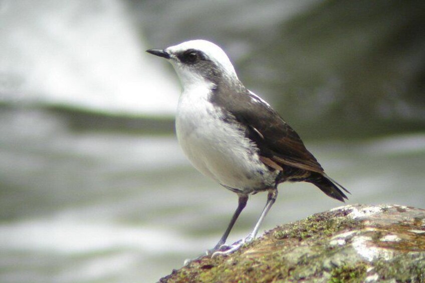 Birding Tour 3