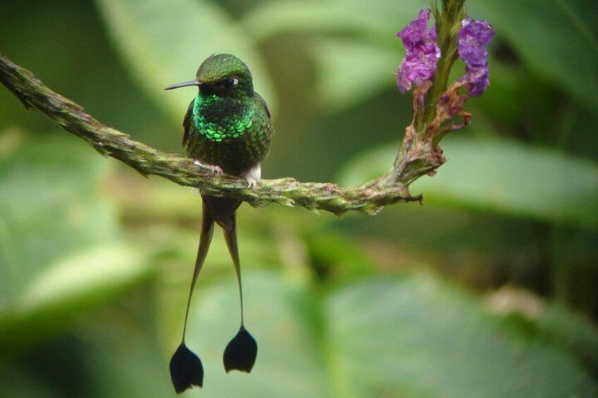 Birding Tour 2