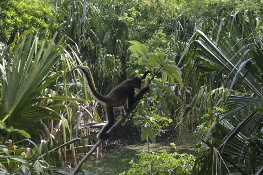 Un mono trepando un árbol en una selva tupida. 2