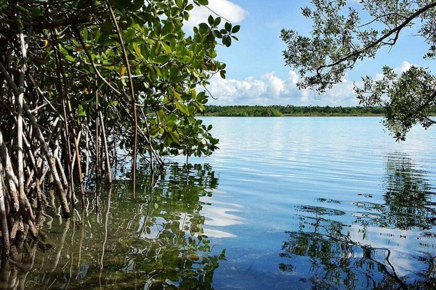 A calm lake with mangrove trees on the left and a clear sky. 4