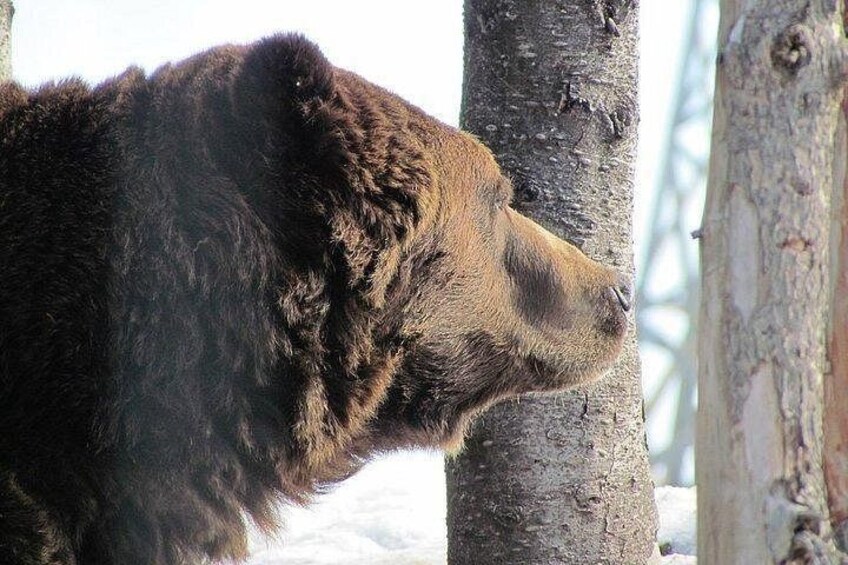 A bear with dark fur, standing next to a tree trunk. 5