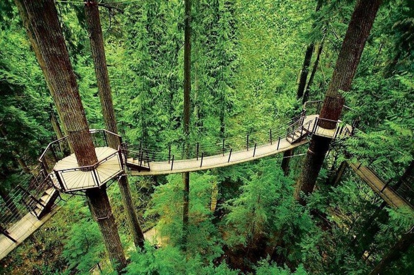 Vancouver: Capilano Suspension Bridge & Grouse Mountain Tour 1