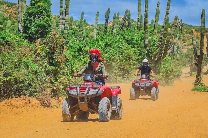Deux personnes conduisent des quads sur un chemin de terre, entourés de cactus et de végétation luxuriante. 5