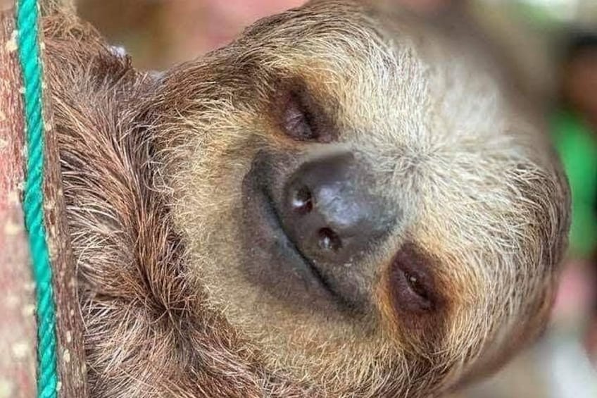 Roatan Wildlife Monkeys,Sloths, chocolate Rum tasting Island Tour 4