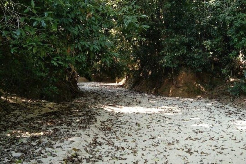 Srimangal nature tour in forest and tea garden 4