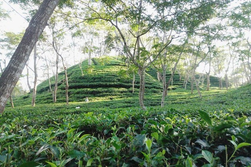 Srimangal nature tour in forest and tea garden 1