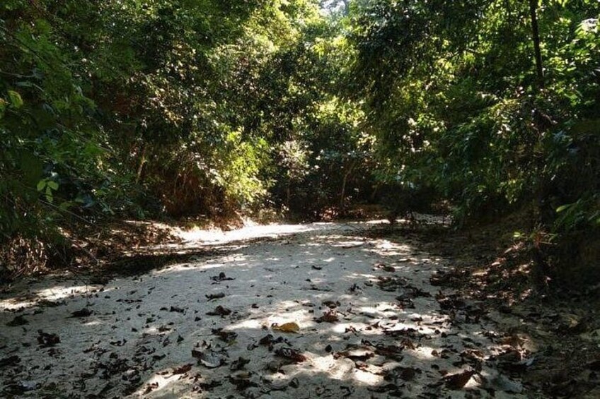 Srimangal nature tour in forest and tea garden 2