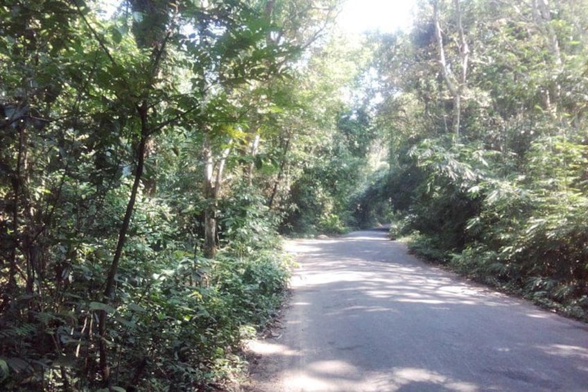 Srimangal nature tour in forest and tea garden 5