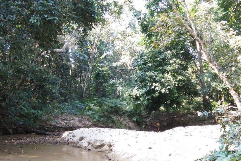 Srimangal nature tour in forest and tea garden 3