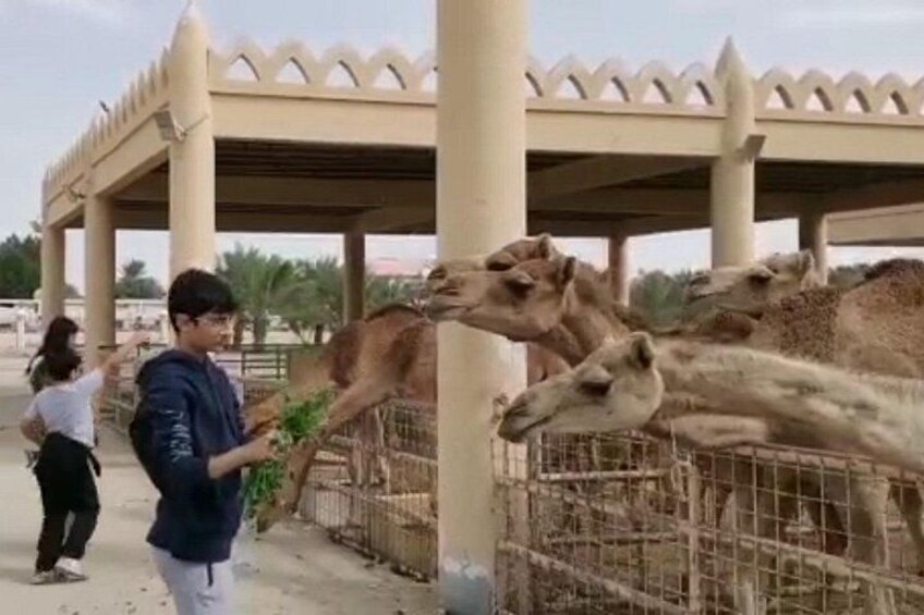 A camel enclosure with a person feeding a camel. 2