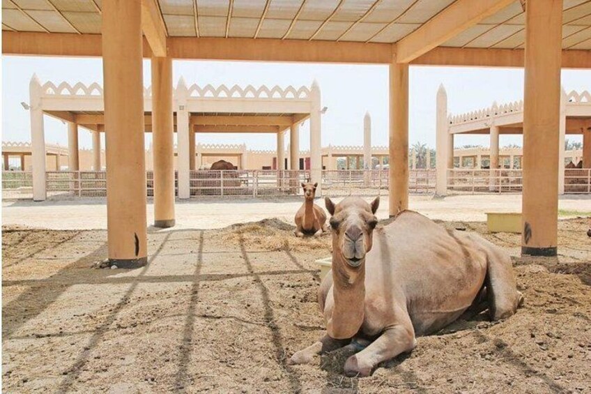 A camel resting under a wooden structure with a paved ground. 3