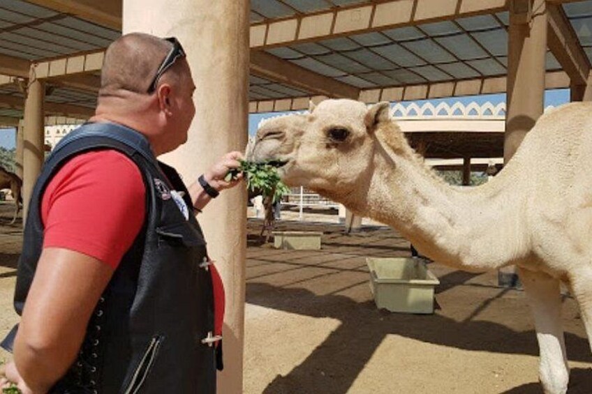 A person feeding a camel. 1