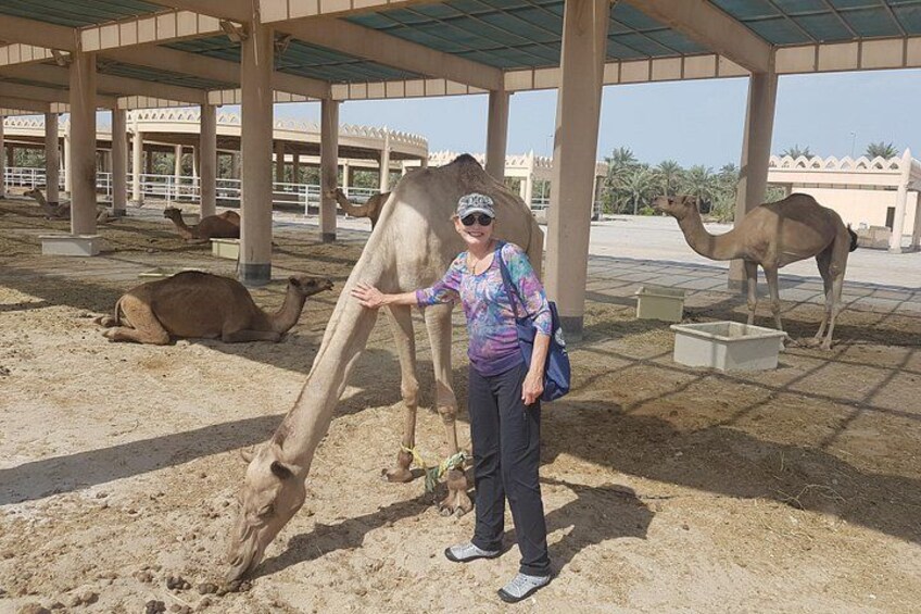 A person interacting with a camel in a covered outdoor area with other camels in the background. 5