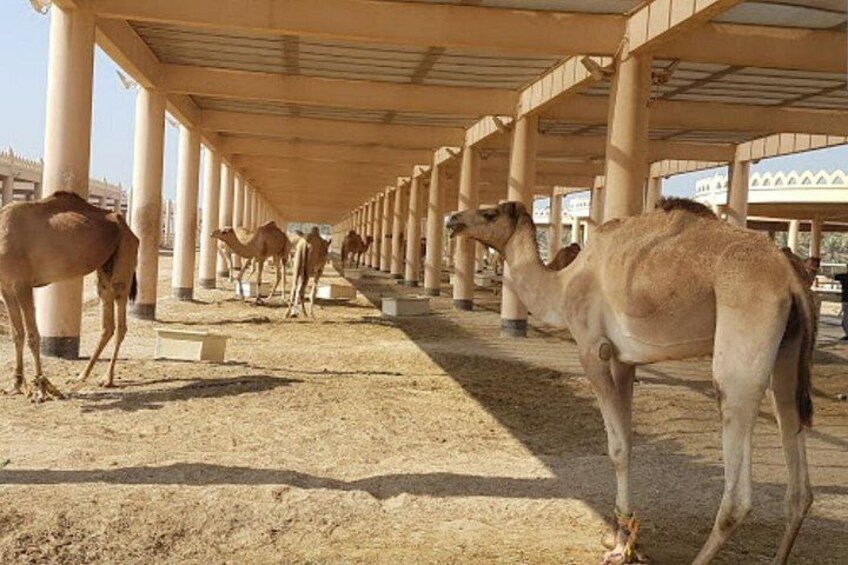 A row of camels under a covered walkway. 4