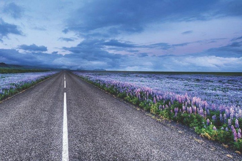 Una carretera bordeada de flores moradas bajo un cielo nublado. 1