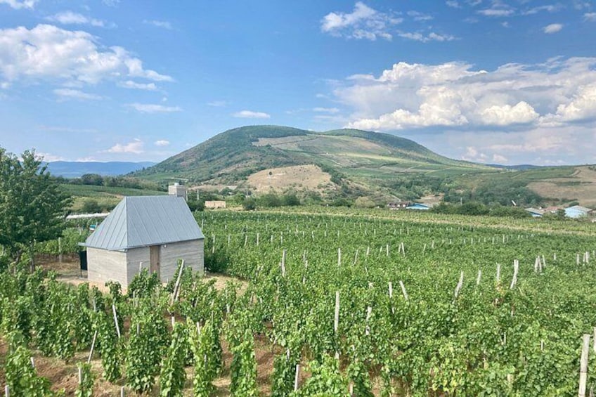 A vineyard with rows of grapevines, a small building, and rolling hills in the background. 2