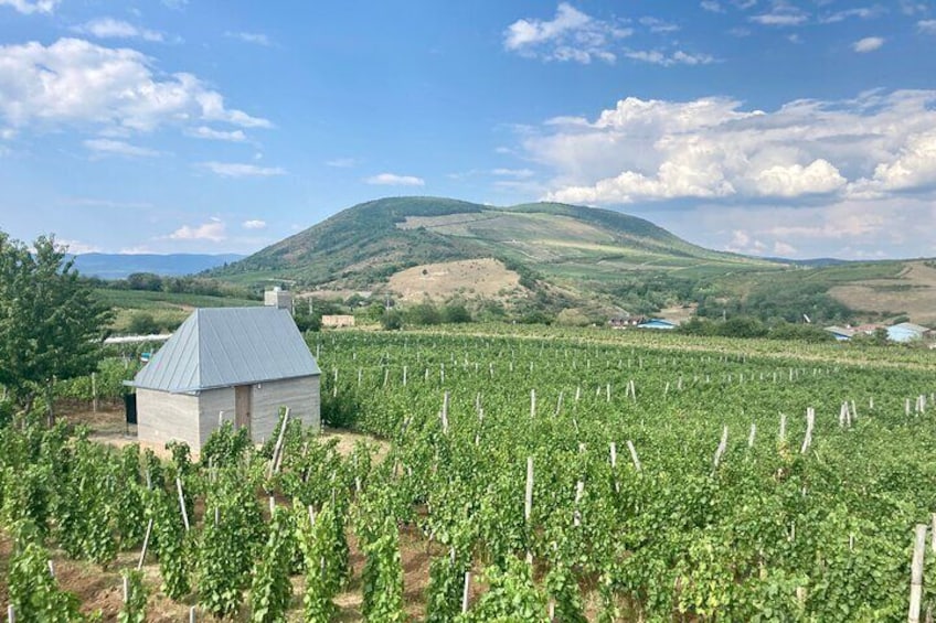 A vineyard with rows of grapevines and a small building in the foreground. 2